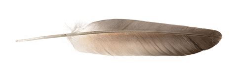 Plumas natural Continuara.org
