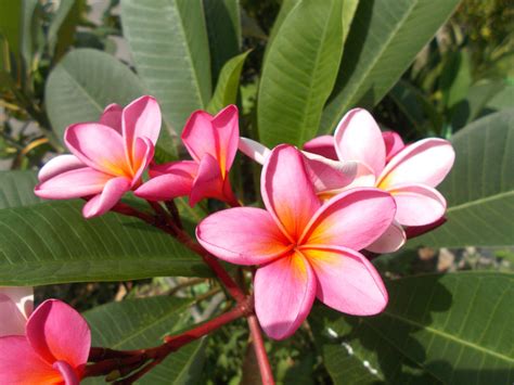 Plumerias frangipanis plantas Continuara.org