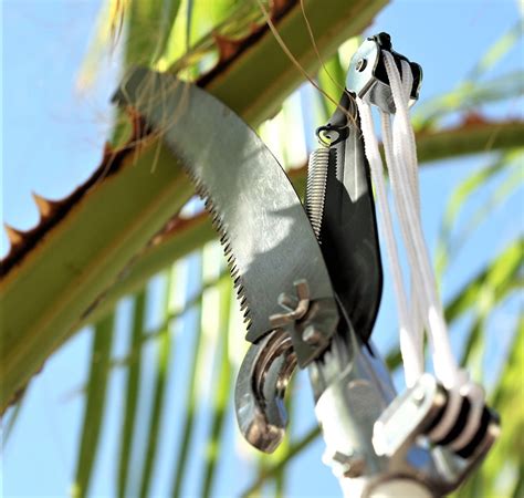 Poda palmera Continuara.org