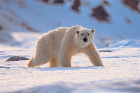 Polar Continuara.org