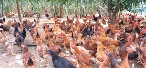 Pollos corral Continuara.org