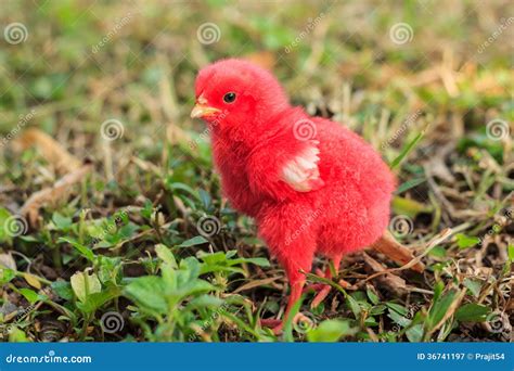 Polo rojo r Continuara.org