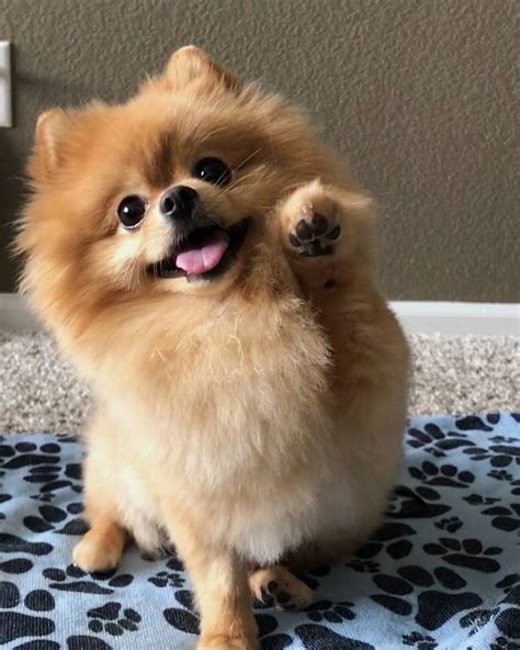 Pom pom bebe Continuara.org