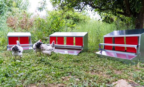 Ponederos gallinas plastico Continuara.org
