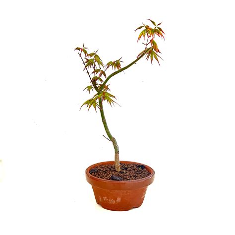Prebonsai arce Continuara.org