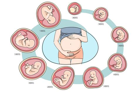 Prenatal Continuara.org