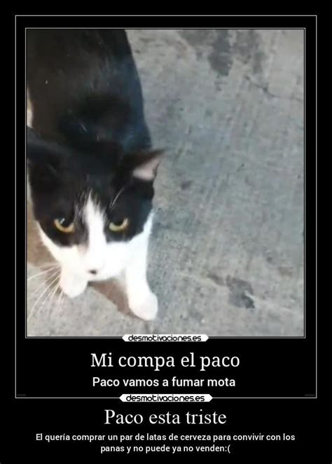 Pues gatos Continuara.org