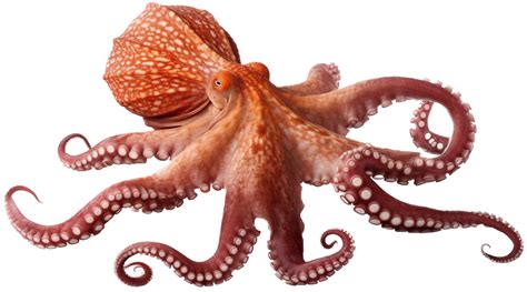 Pulpo Continuara.org