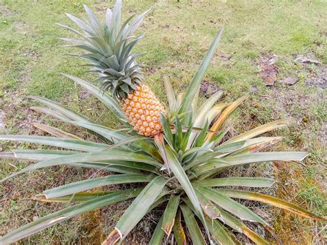 Punta arbol pina Continuara.org