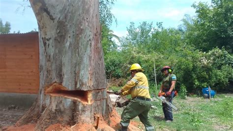 Quien corta arbol Continuara.org
