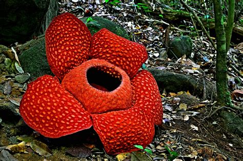 Rare flowers Continuara.org