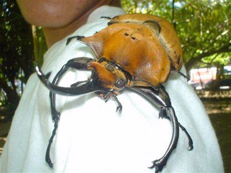 Raton escarabajo gigante Continuara.org