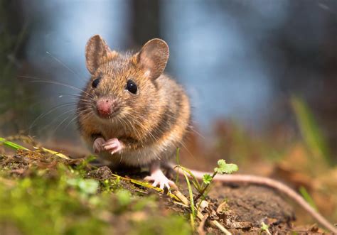 Ratones Continuara.org