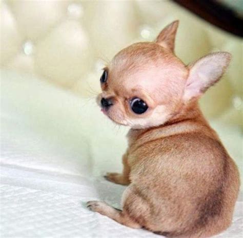 Regalo chihuahua Continuara.org
