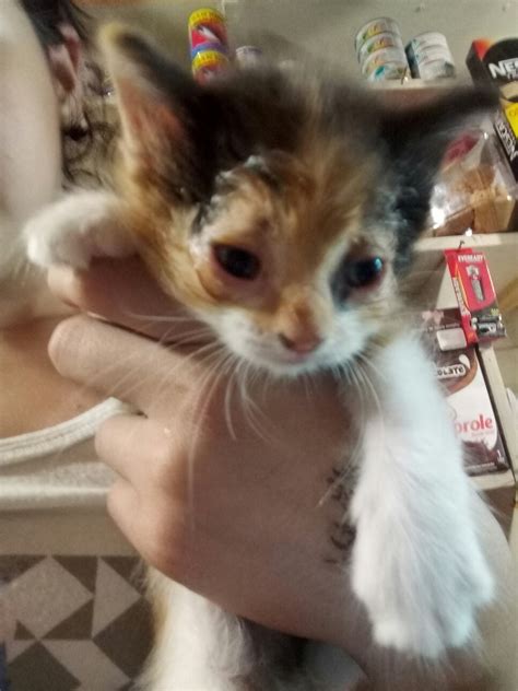 Regalo gatitos Continuara.org