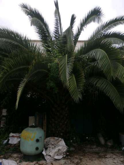 Regalo palmera Continuara.org
