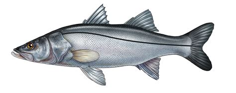 Robalo Continuara.org