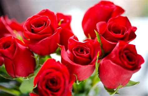 Rosas Continuara.org