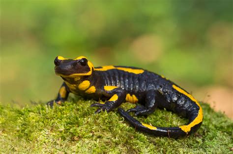 Salamandra Continuara.org