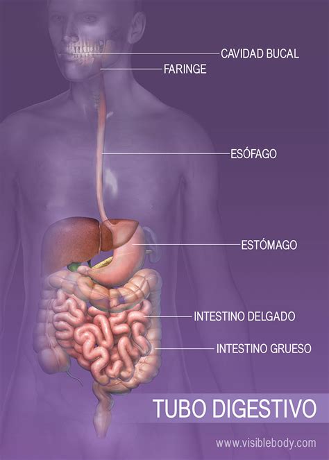 Se aparato comida Continuara.org