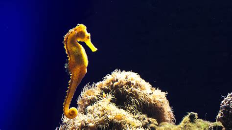 Se caballito Continuara.org