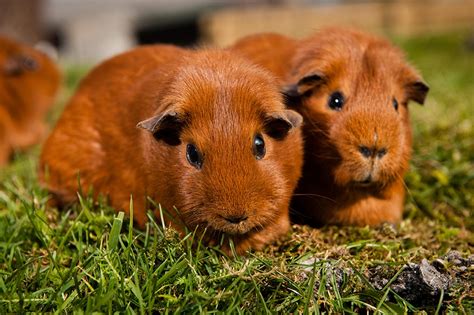 Se cobaya Continuara.org