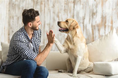 Se cuidan perros Continuara.org