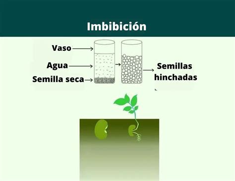 Se mesillas Continuara.org