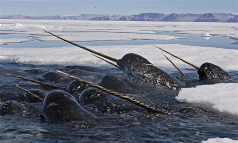 Se narwhal Continuara.org
