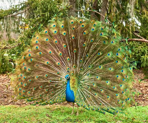 Se pavos reales Continuara.org