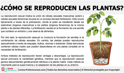 Se plantas Continuara.org