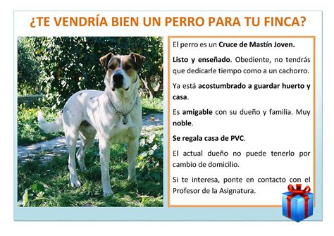 Se regala perro Continuara.org