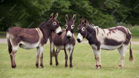 Se tres burros Continuara.org