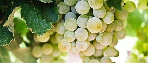 Se uvas blancas Continuara.org