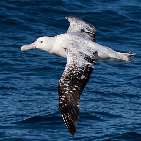 Seabird Continuara.org