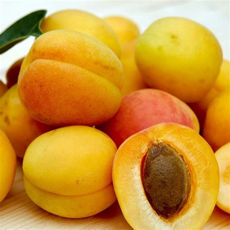 Semillas frutales Continuara.org