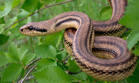 Serpiente Continuara.org