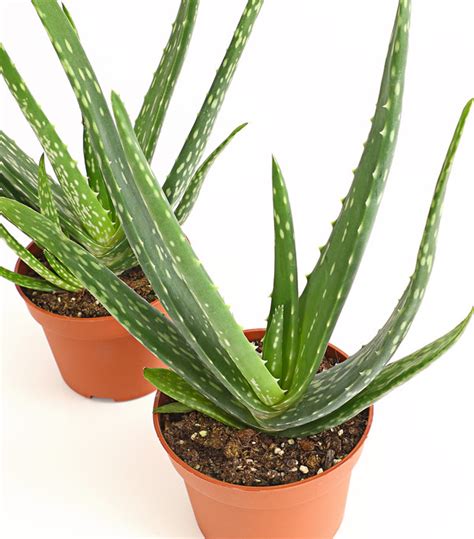 Set aloe vera Continuara.org