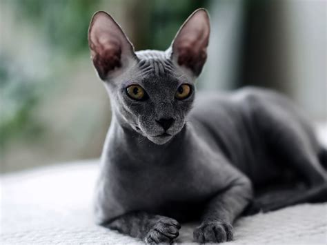 Sphynx Continuara.org