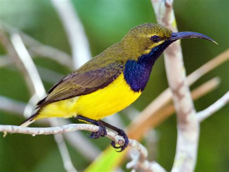 Sunbird Continuara.org