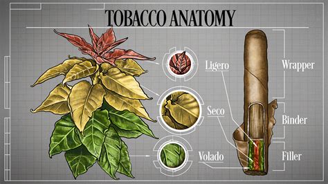 Tabaco s Continuara.org