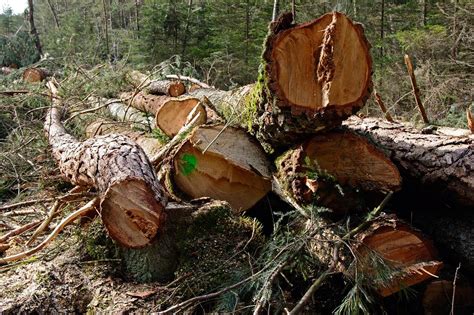 Tala arboles Continuara.org