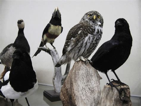 Taxidermia Continuara.org