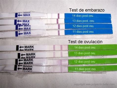 Test embarazo ovulacion Continuara.org