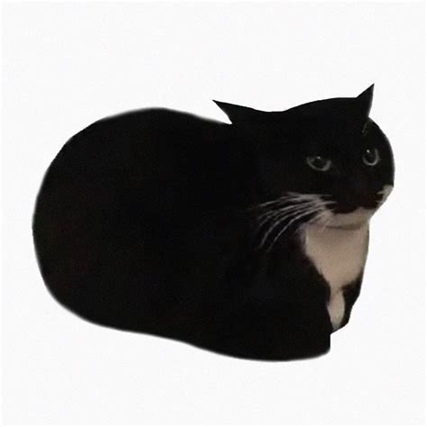 The cat Continuara.org