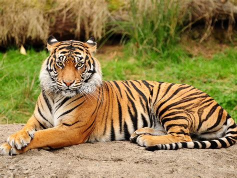 Tiger Continuara.org