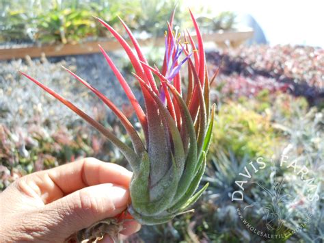 Tillandsia seleriana Continuara.org