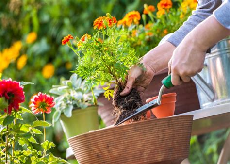 Todo jardineria agricultura Continuara.org