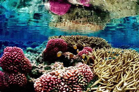 Top coral Continuara.org