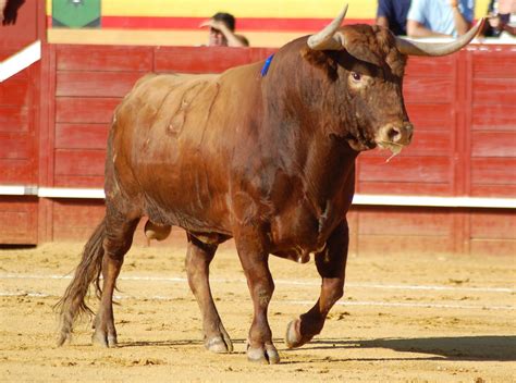 Toro Continuara.org